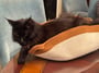 Le chat noir tout doux du client se repose confortablement dans le panier Instinct bicolore sur une table en bois.