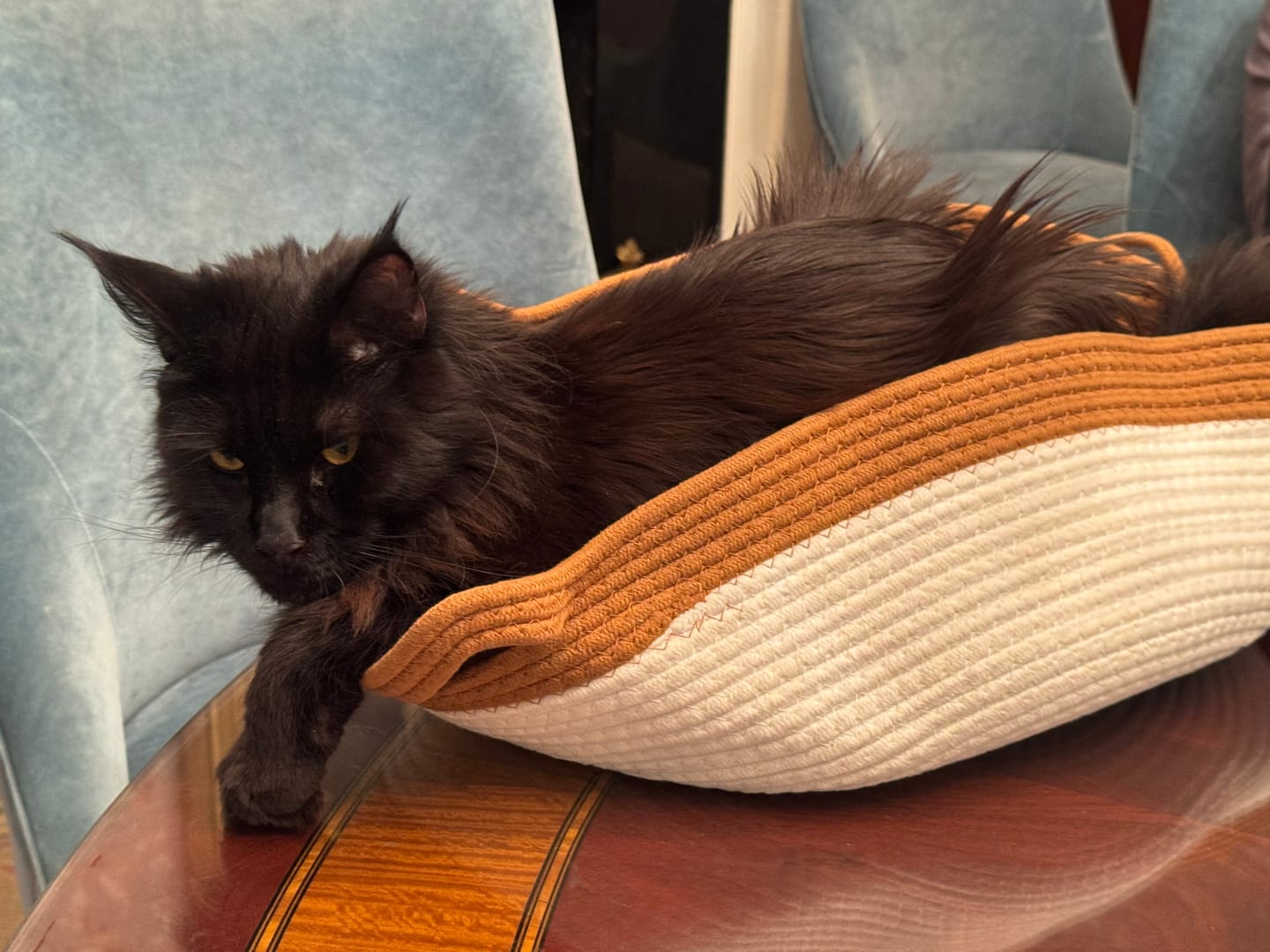 Customer photo review of Instinct Basket | Meet the first research-backed natural territory for indoor cats
