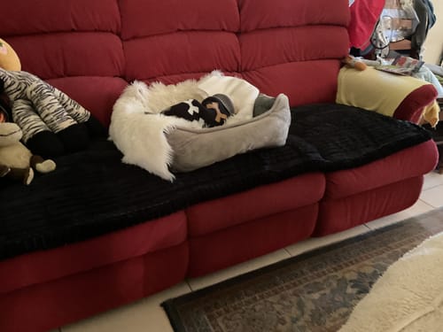 Customer photo review of Cosy Couch - Couch Cover