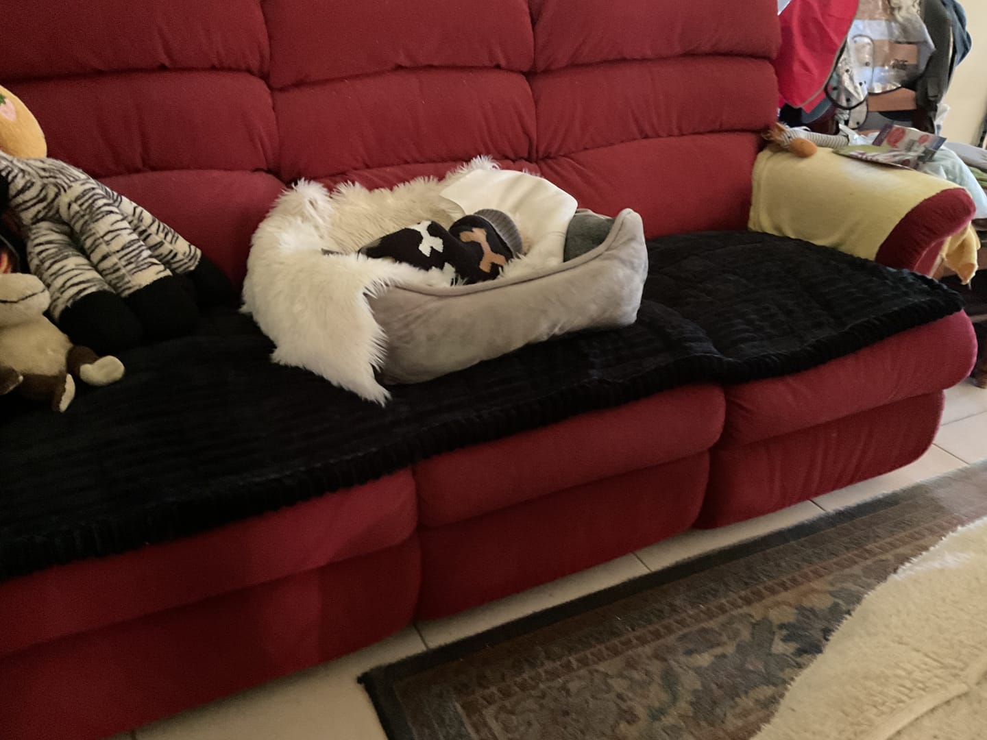 Customer photo review of Cosy Couch - Couch Cover