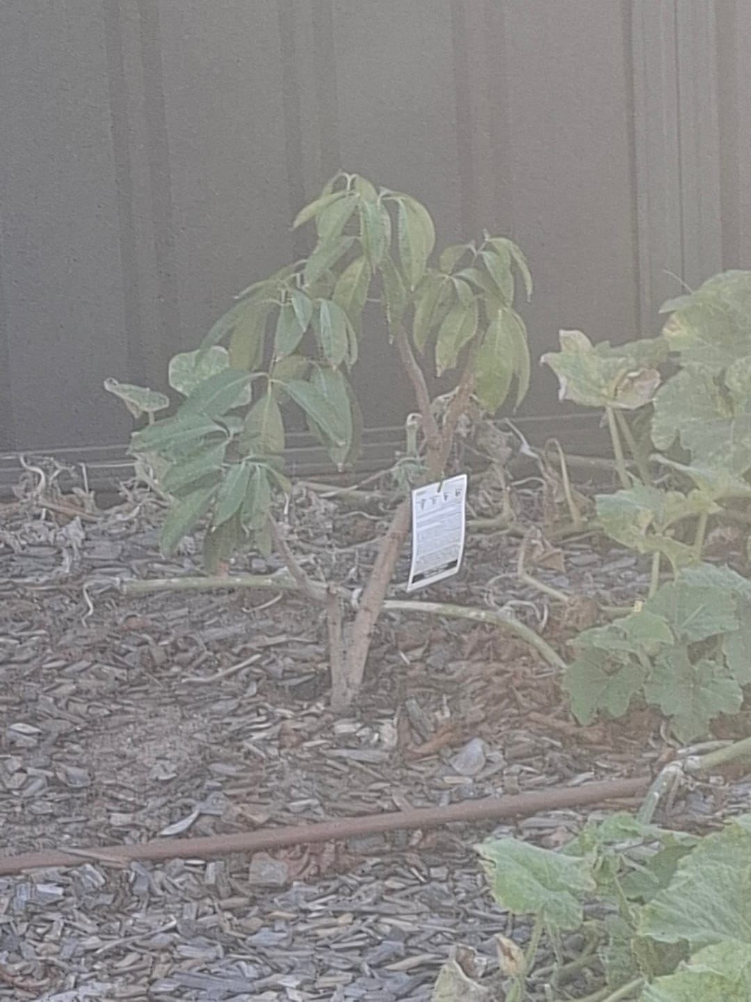Customer photo review of Seedless Lychee - Sue Lin San