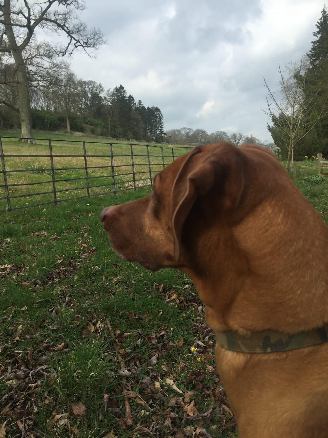 Customer photo review of Total Probiotic Tablets For Dogs
