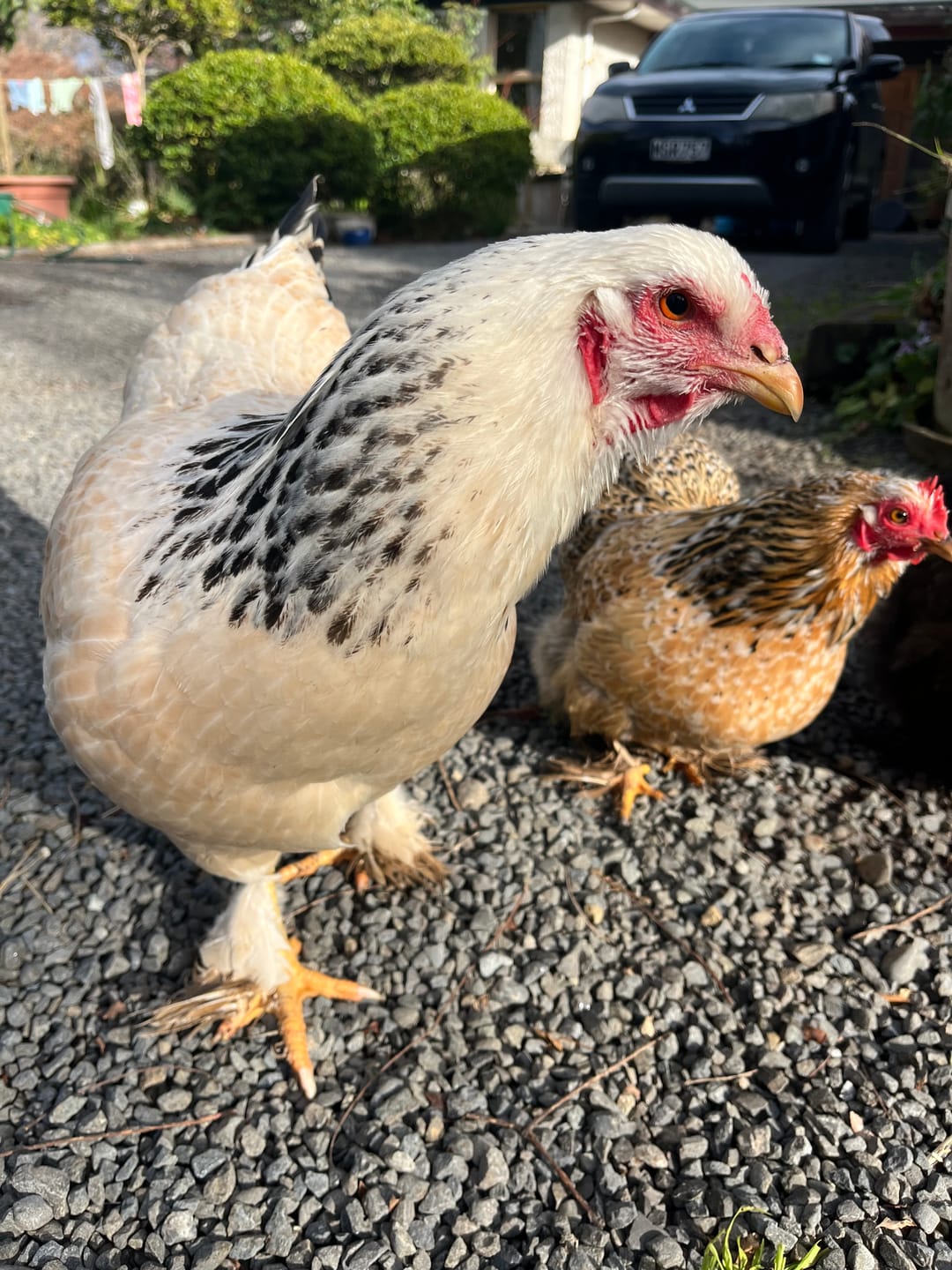 Customer photo review of Agrivite Poultry Pep 1.5kg