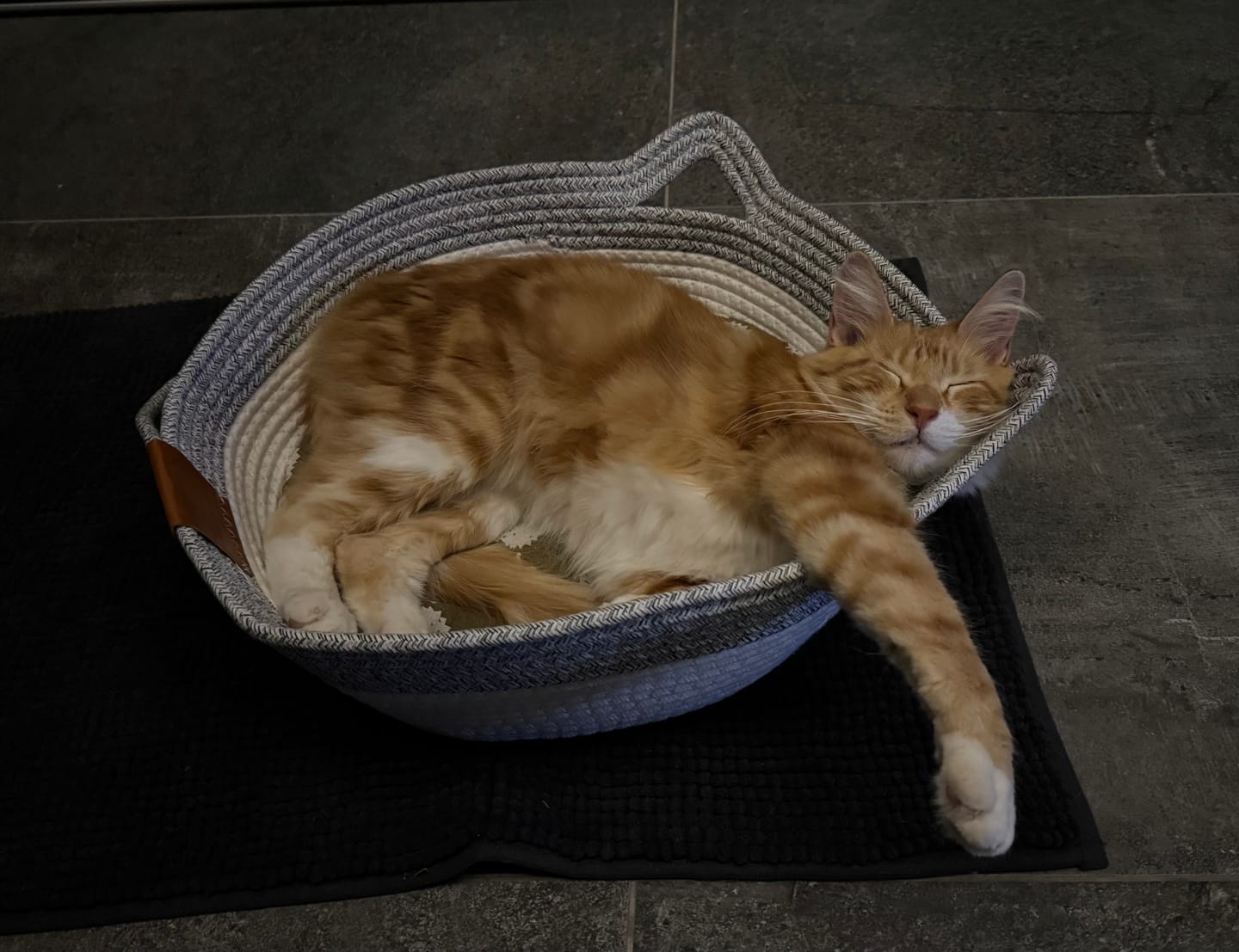 Customer photo review of Instinct Basket | Meet the first research-backed natural territory for indoor cats