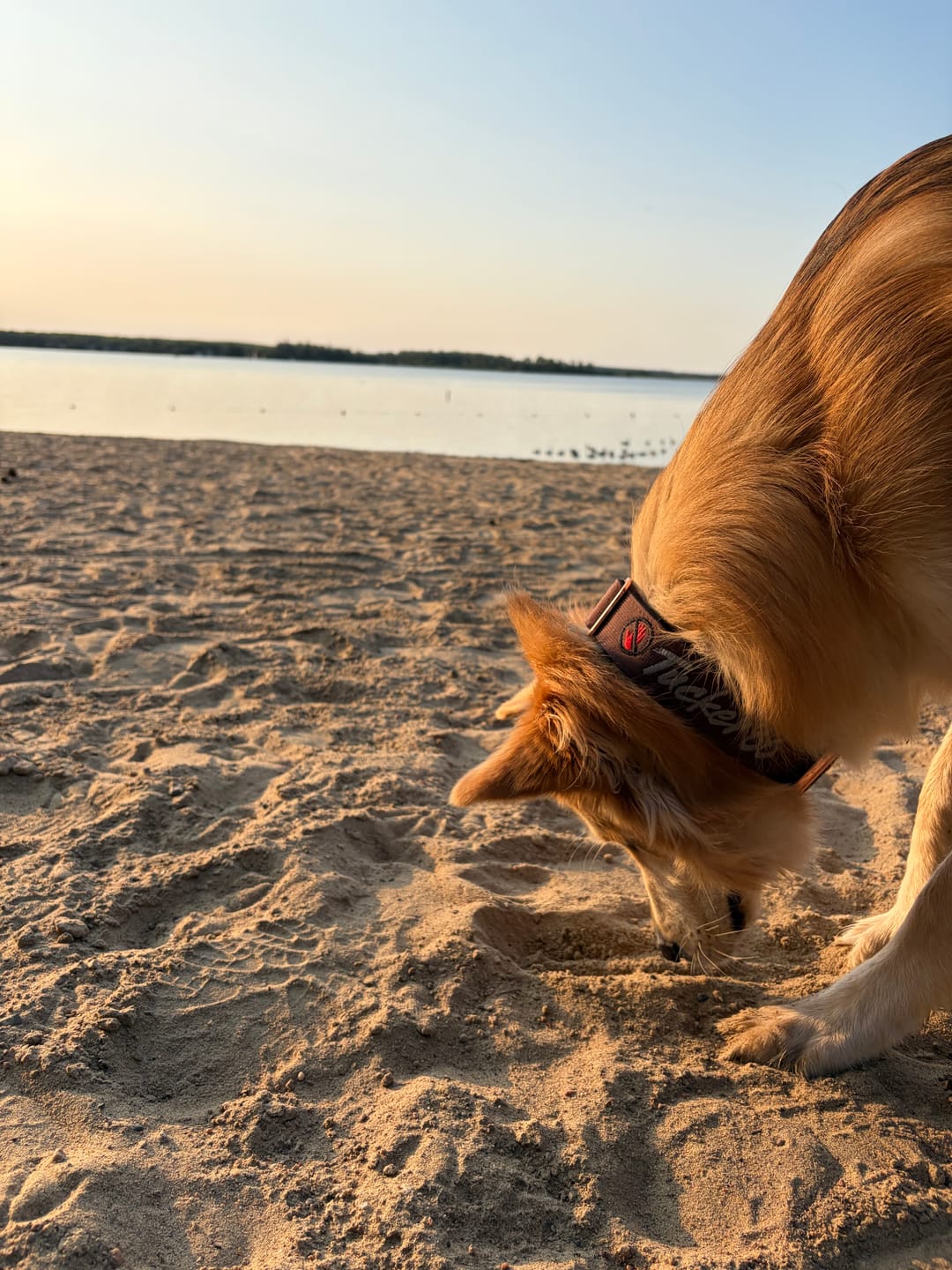 Customer photo review of 1.5" Tacti Dog Collar Slim Luxe - Rose Gold - Chocolate