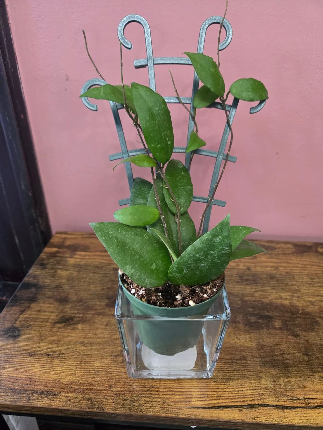 Customer photo review of Hoya caudata