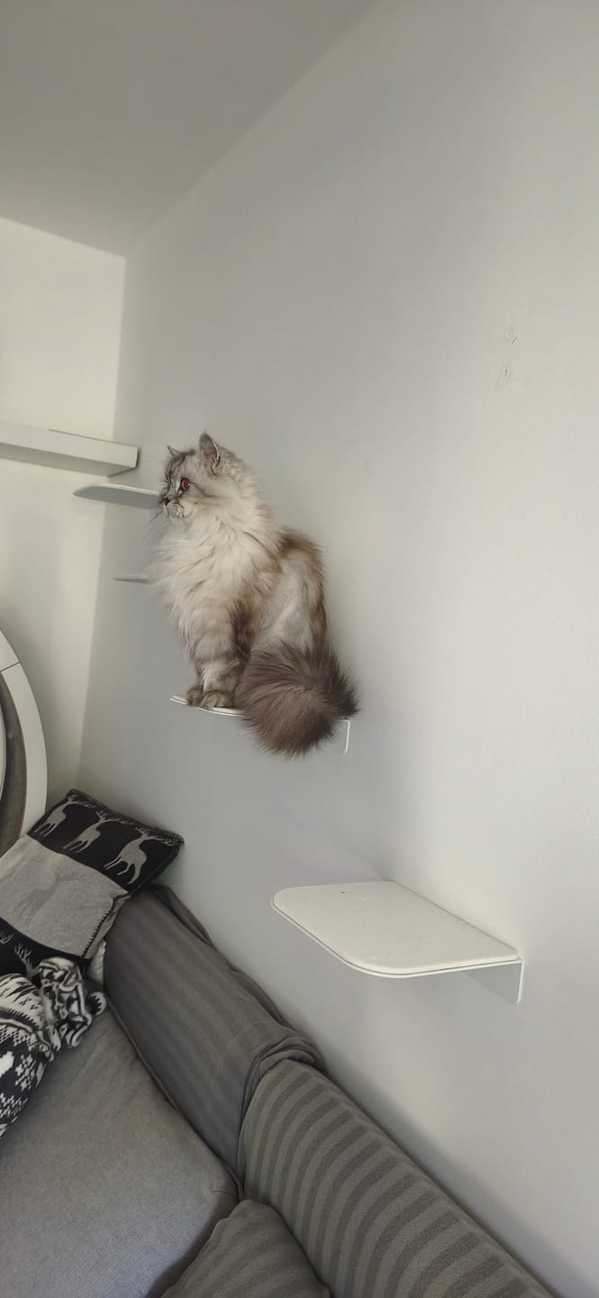 Customer photo review of STYA Katzen Kletterwand | Katzen Treppe WL340 | Mit 3 Stufen