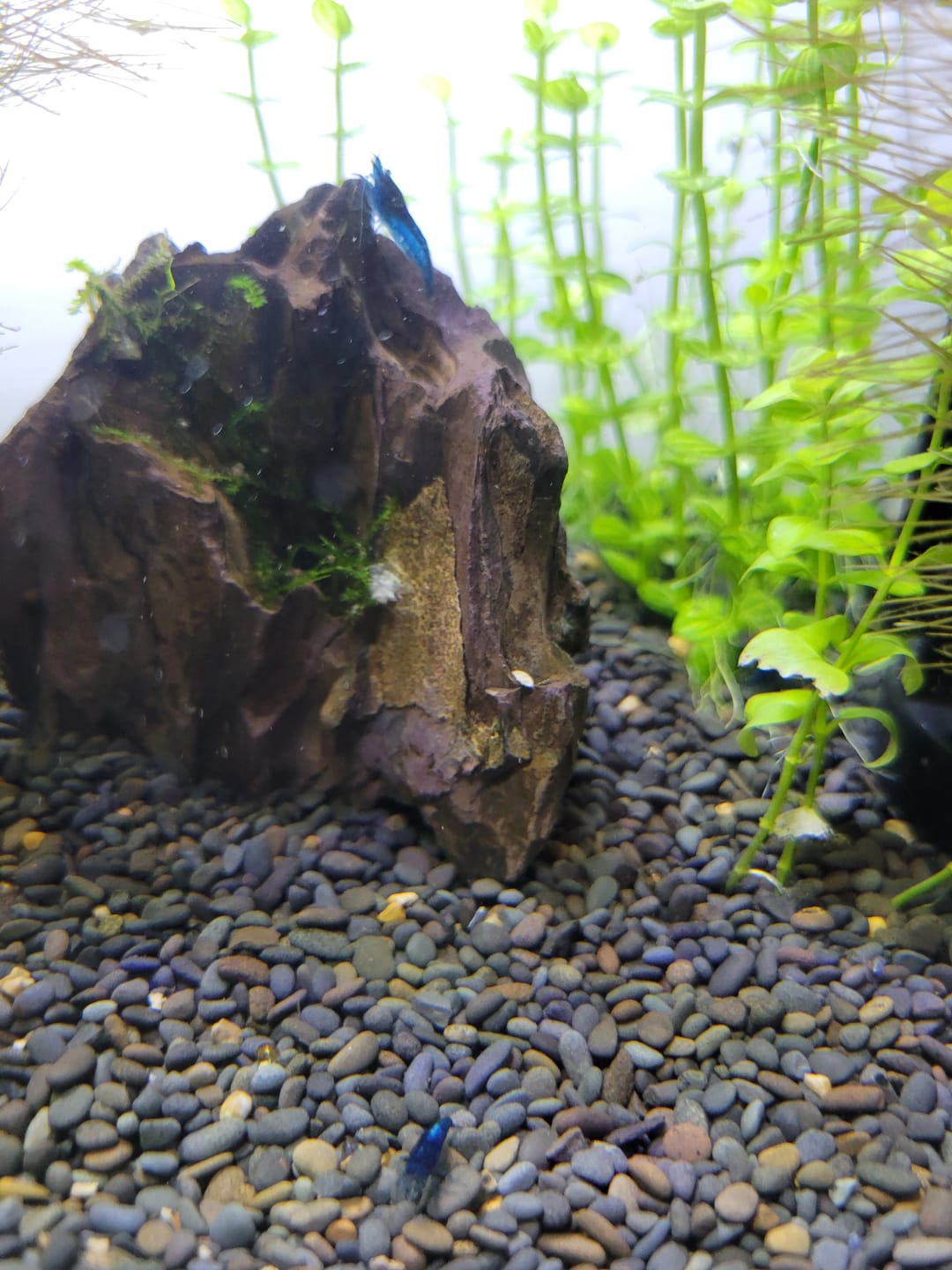 Customer photo review of Blue Dream Shrimp