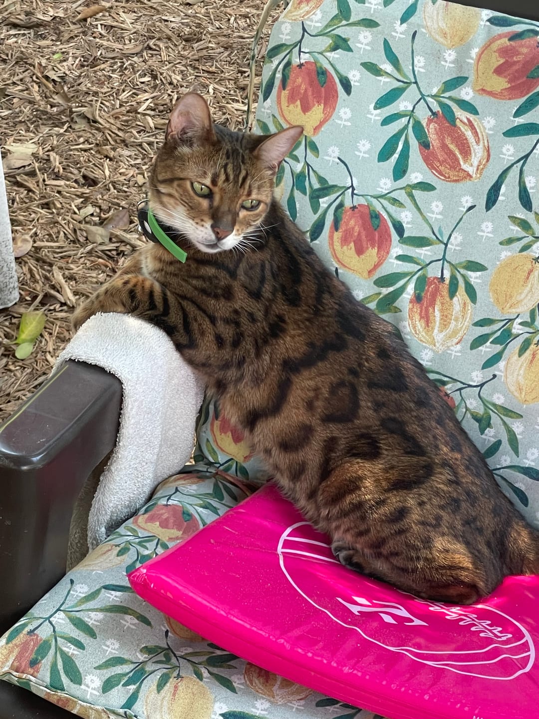 Customer photo review of FurLife™ - 8 Months All Natural Flea and Tick Collar for Cats