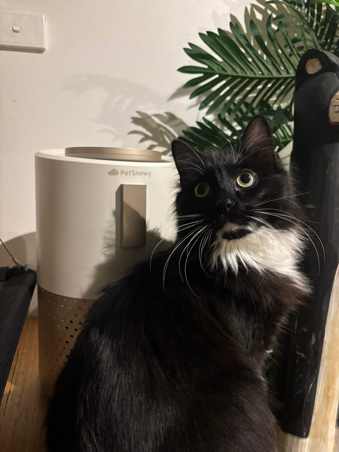 Customer photo review of Pet Air Purifier