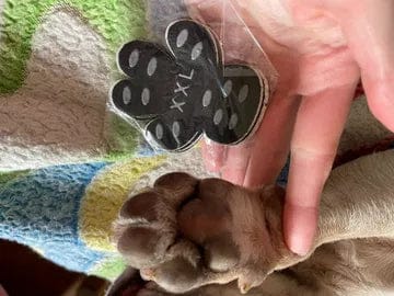 Customer photo review of Aktoclean™️ PawGrip™️ | Grips antidérapants pour chien