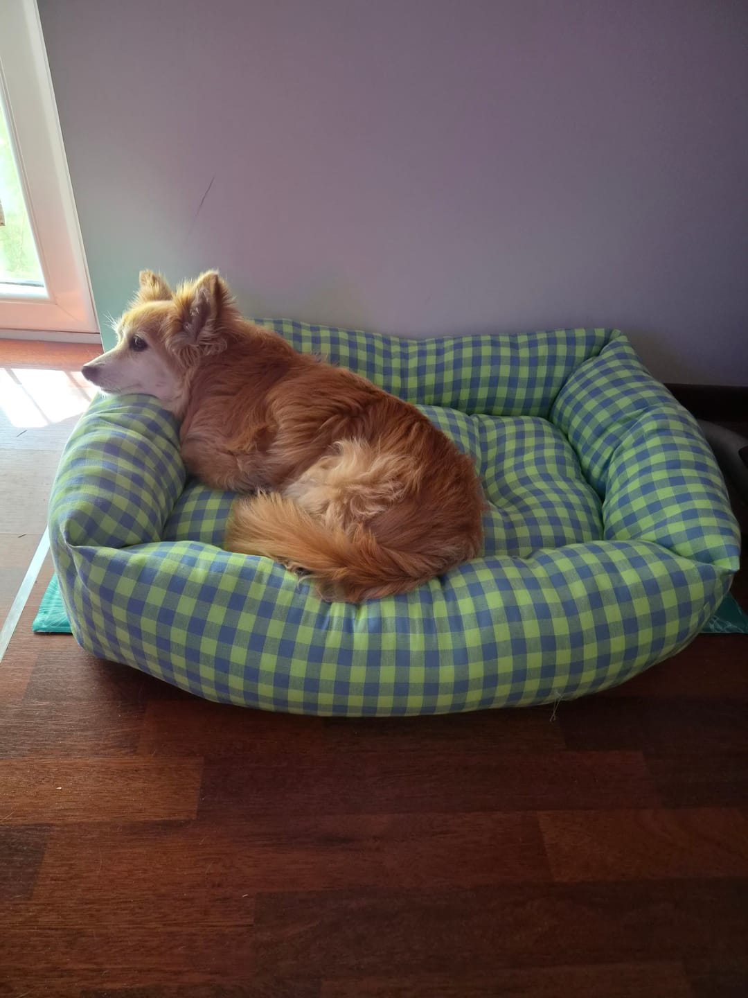 Customer photo review of Divanetto per Cani Quadretto Giallo e Turchese |  Made in Italy | Leo & Luna