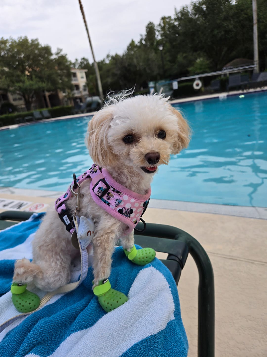 Customer photo review of WagWellies® Mojave