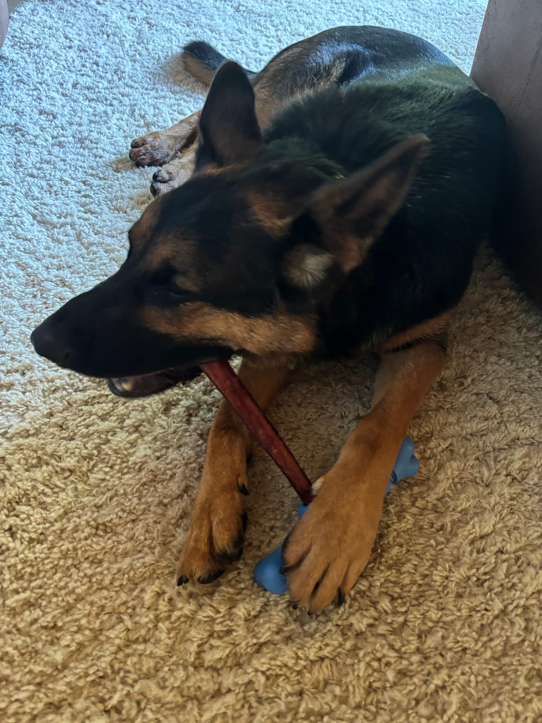 Customer photo review of 12 Inch Monster Bully Stick