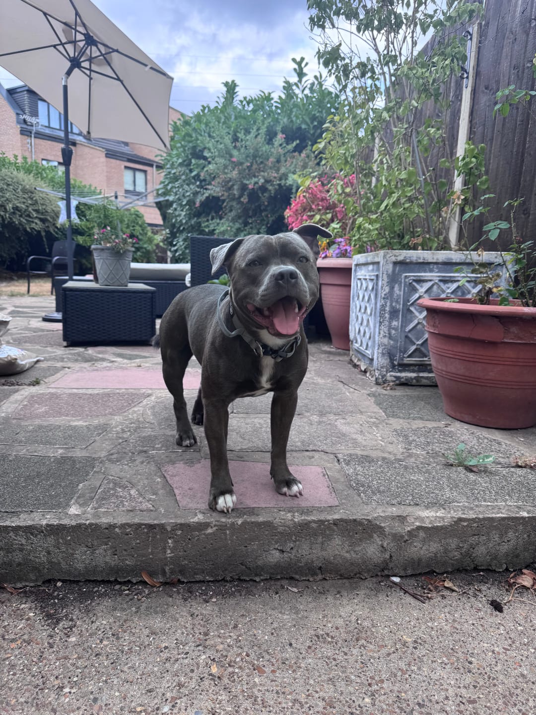 Customer photo review of 2.5cm Combat® Collar | With Handle & Secure Clip - Metal Grey