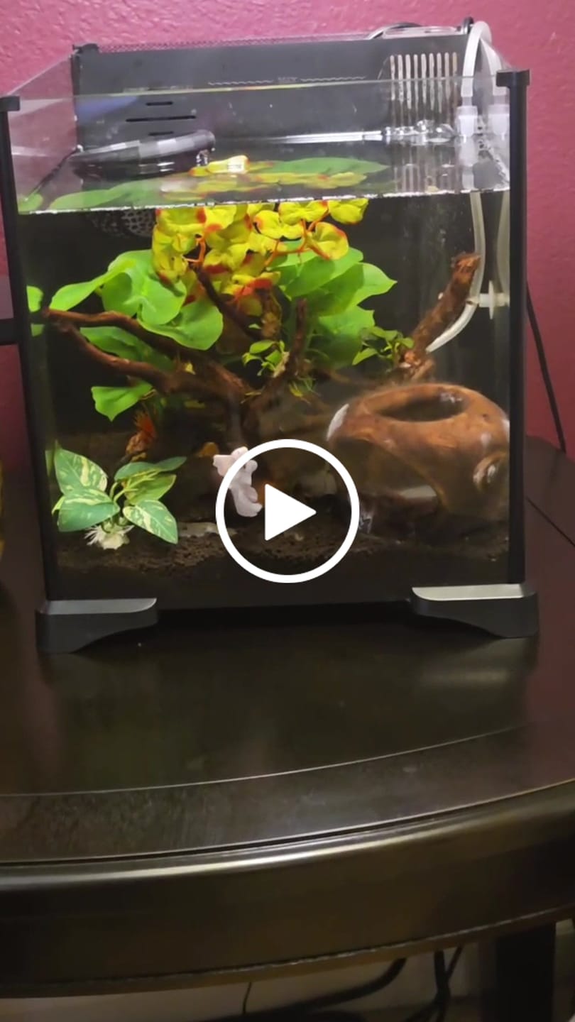 Customer video review of Super White Dumbo Ear Halfmoon Male Betta Fish