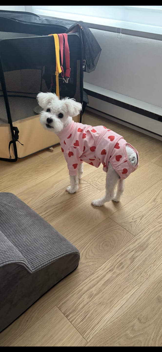 Customer photo review of Dog Surgical Suit (2-pack) - Butterfly and Pink Hearts