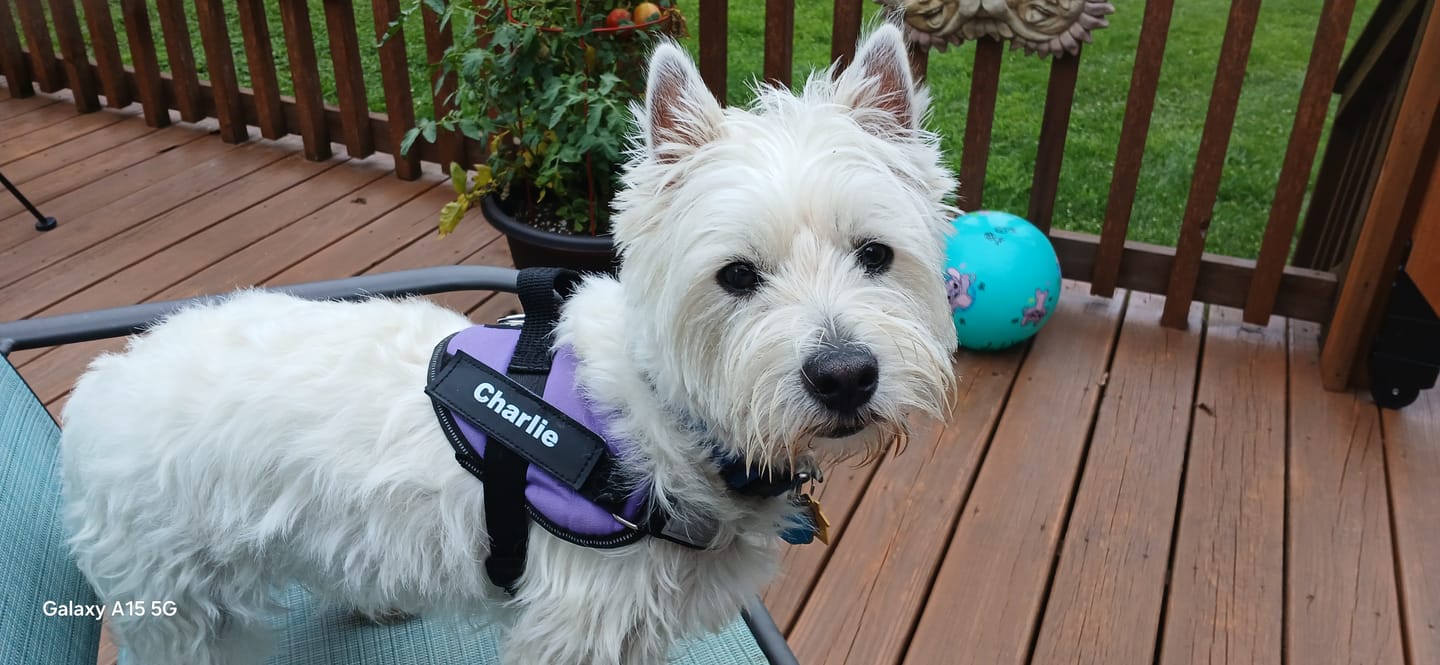 Customer photo review of Dogshood ™ Easy On