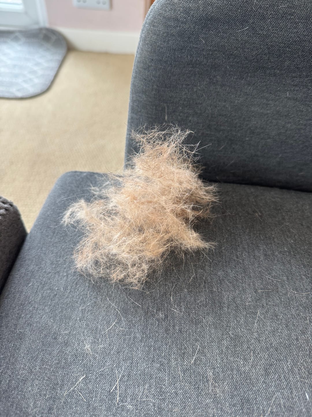 Customer photo review of Deshedding Brush in Black for Dogs, Cats, Horses & Other Pets