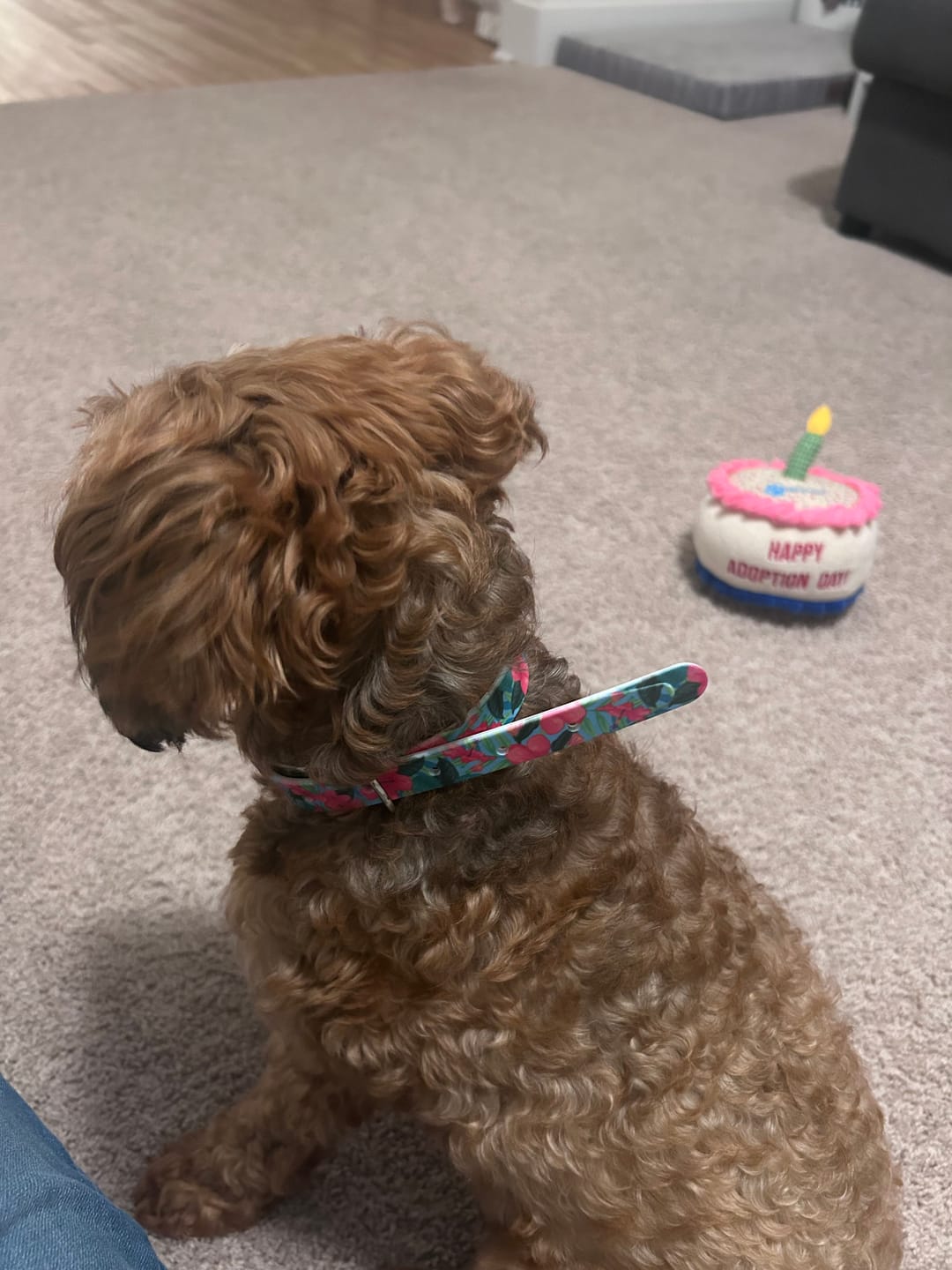 Customer photo review of Aloha Dog Collar