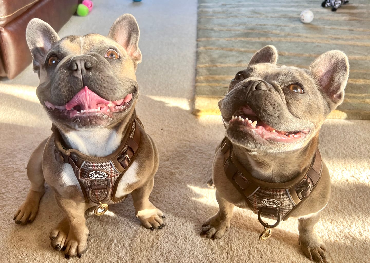 Customer photo review of Trail & Glow Tweed Dog Harness - Colour Drops - Heritage Plaid
