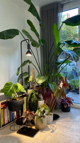 Customer photo review of Pianta Grow Light and Adjustable Floor Lamp Bundle