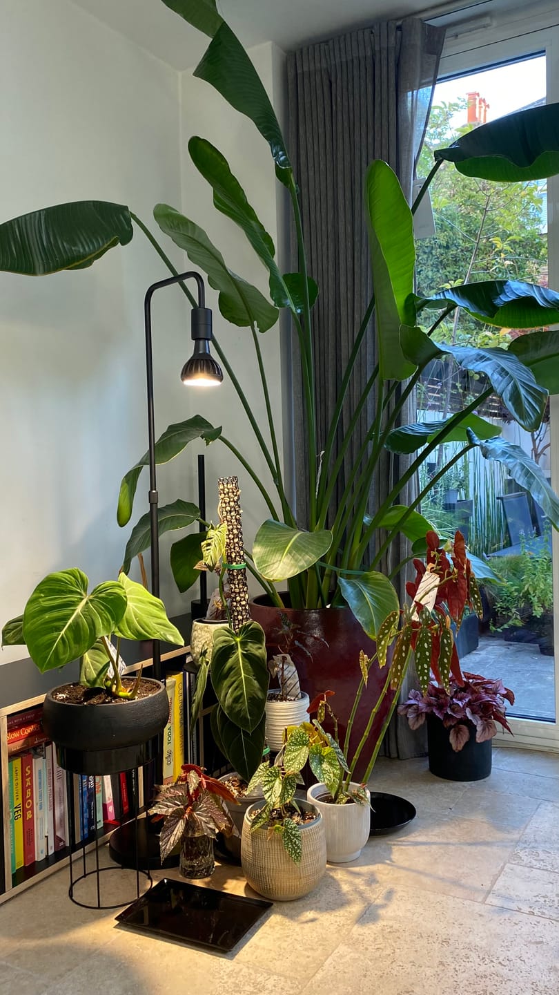 Customer photo review of Pianta Grow Light and Adjustable Floor Lamp Bundle