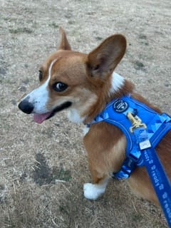 Customer photo review of Tough Trails™ Harness - Walkies Ready® Cornflower Blue