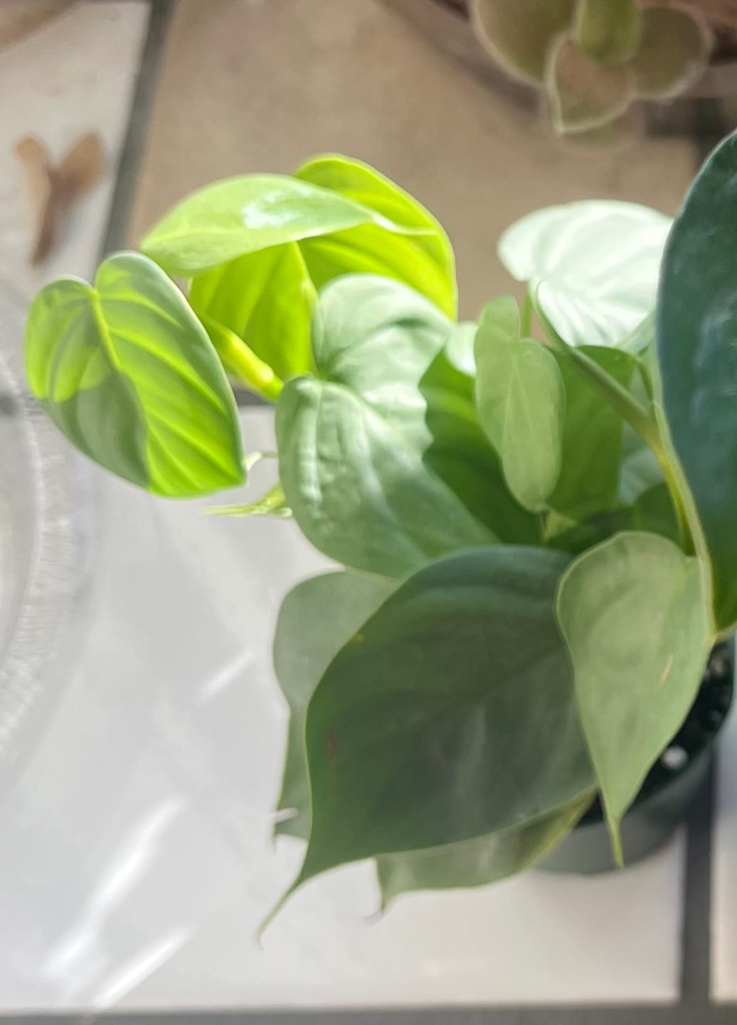 Customer photo review of Philodendron pteropus aff. 'Silver'