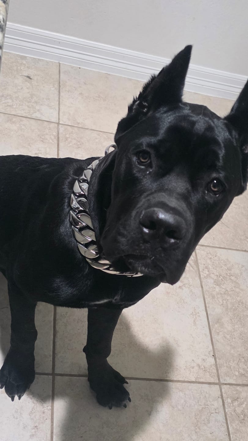 Customer photo review of THE GOLIATH 1.75 Inch Dog Collar - Stainless Steel Cuban Link Premium XXL