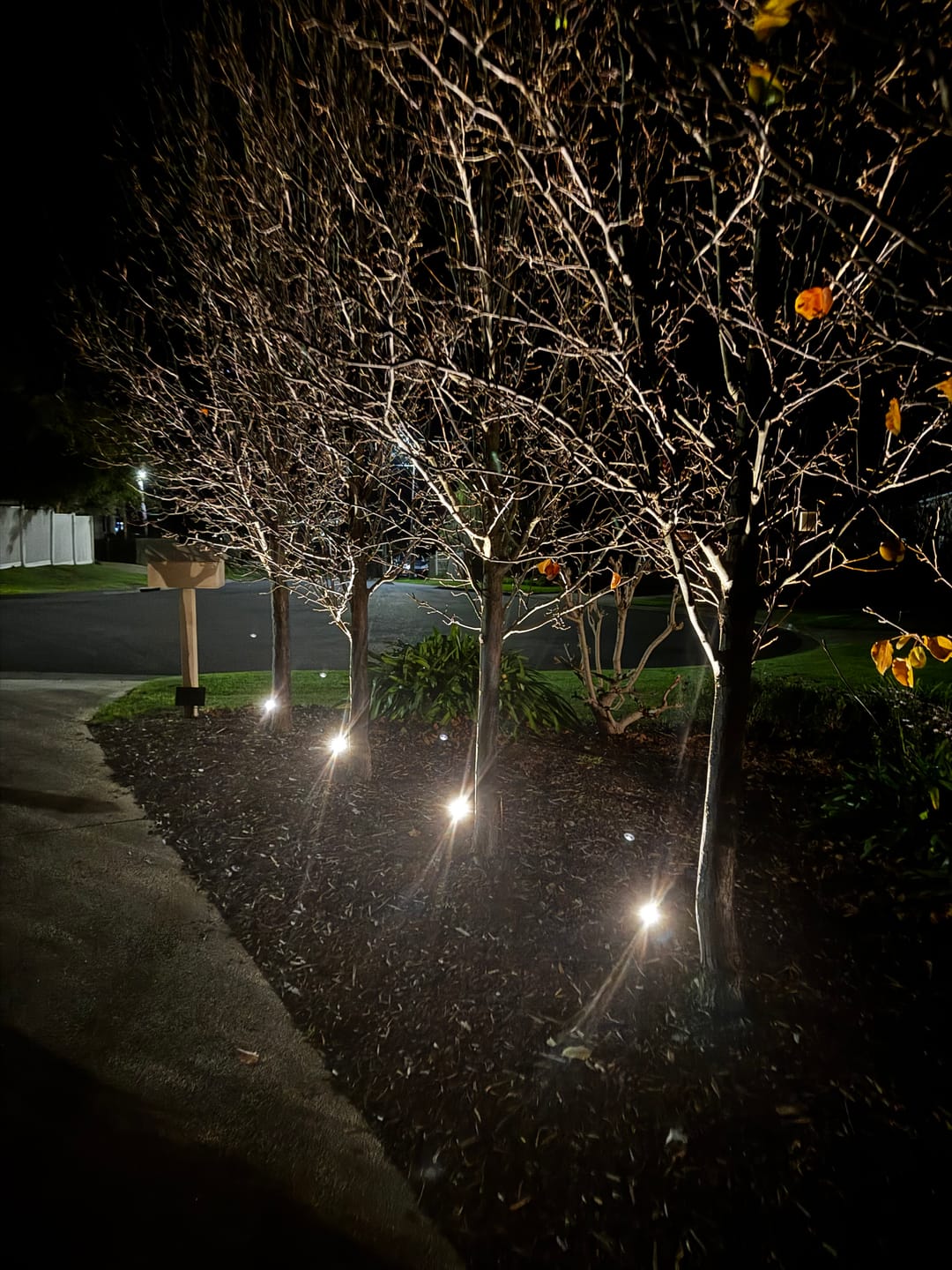 Customer photo review of GardenBrite™ Solar Spotlight Pack