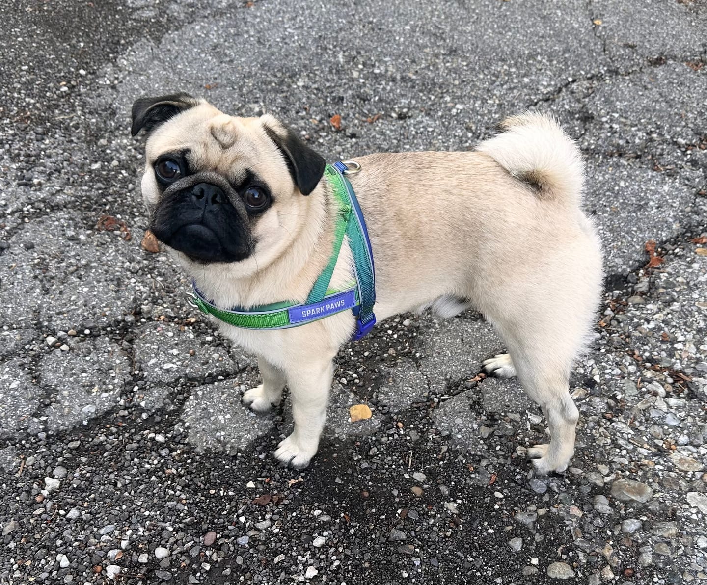 Customer photo review of Grab & Go Harness