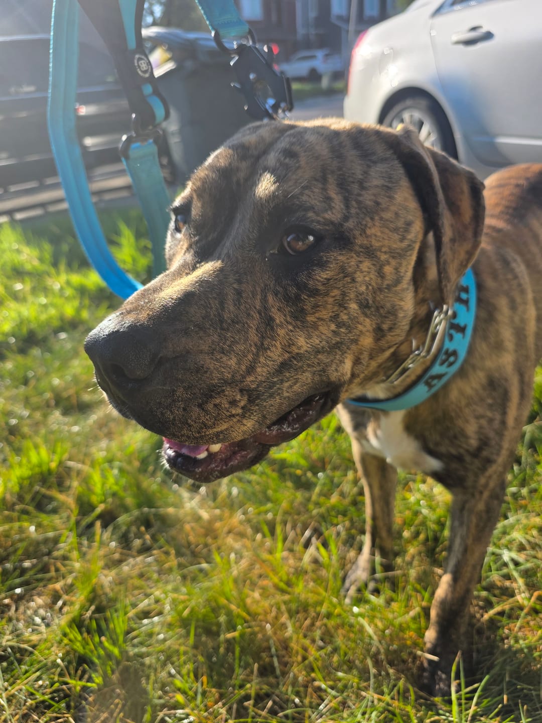 Customer photo review of 5cm Combat® Collar | NO Handle & Secure Clip - Light Blue