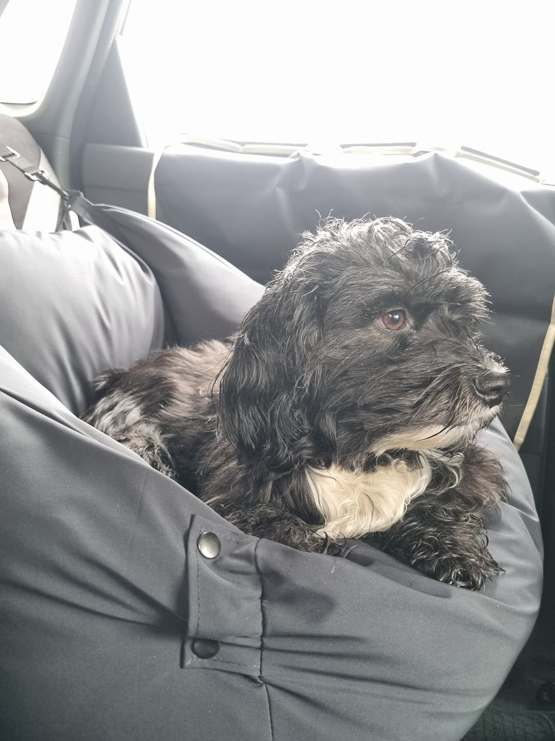 Customer photo review of Cama para auto gris gráfito