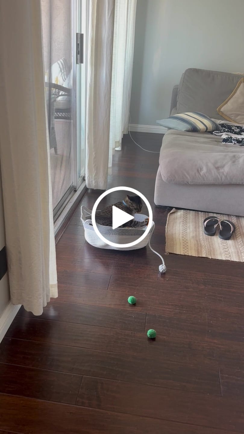 Customer video review of Instinct Play Stick | Wild-Harvested & Chemical-Free Dental Cat Entertainment (1+1 FREE)