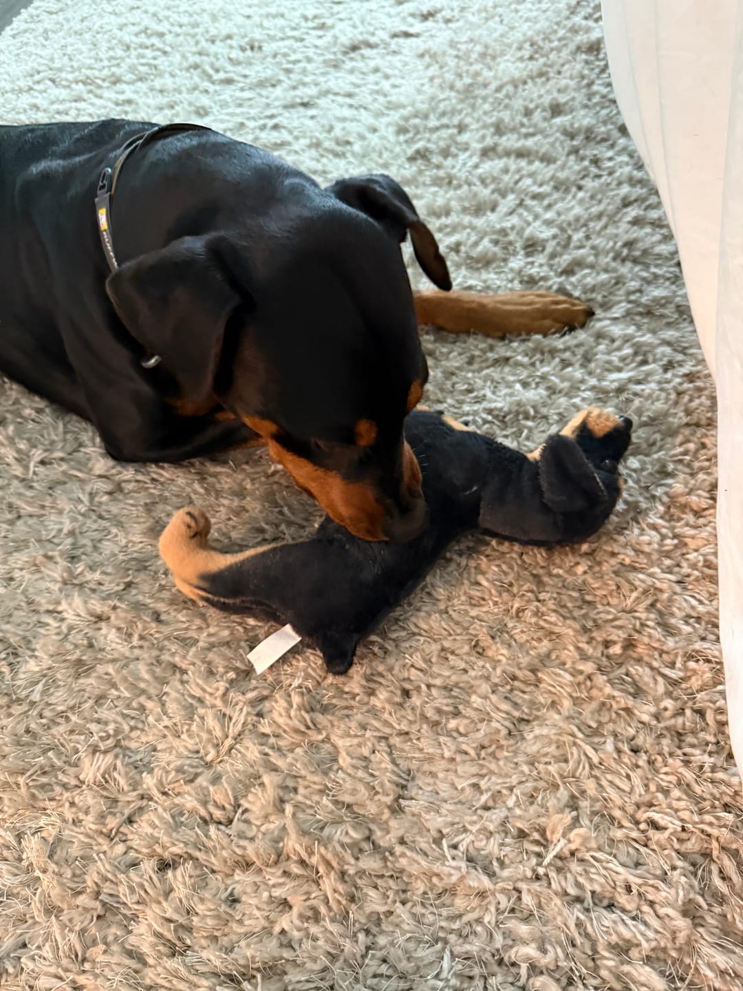 Customer photo review of Peluche Rottweiler Dog