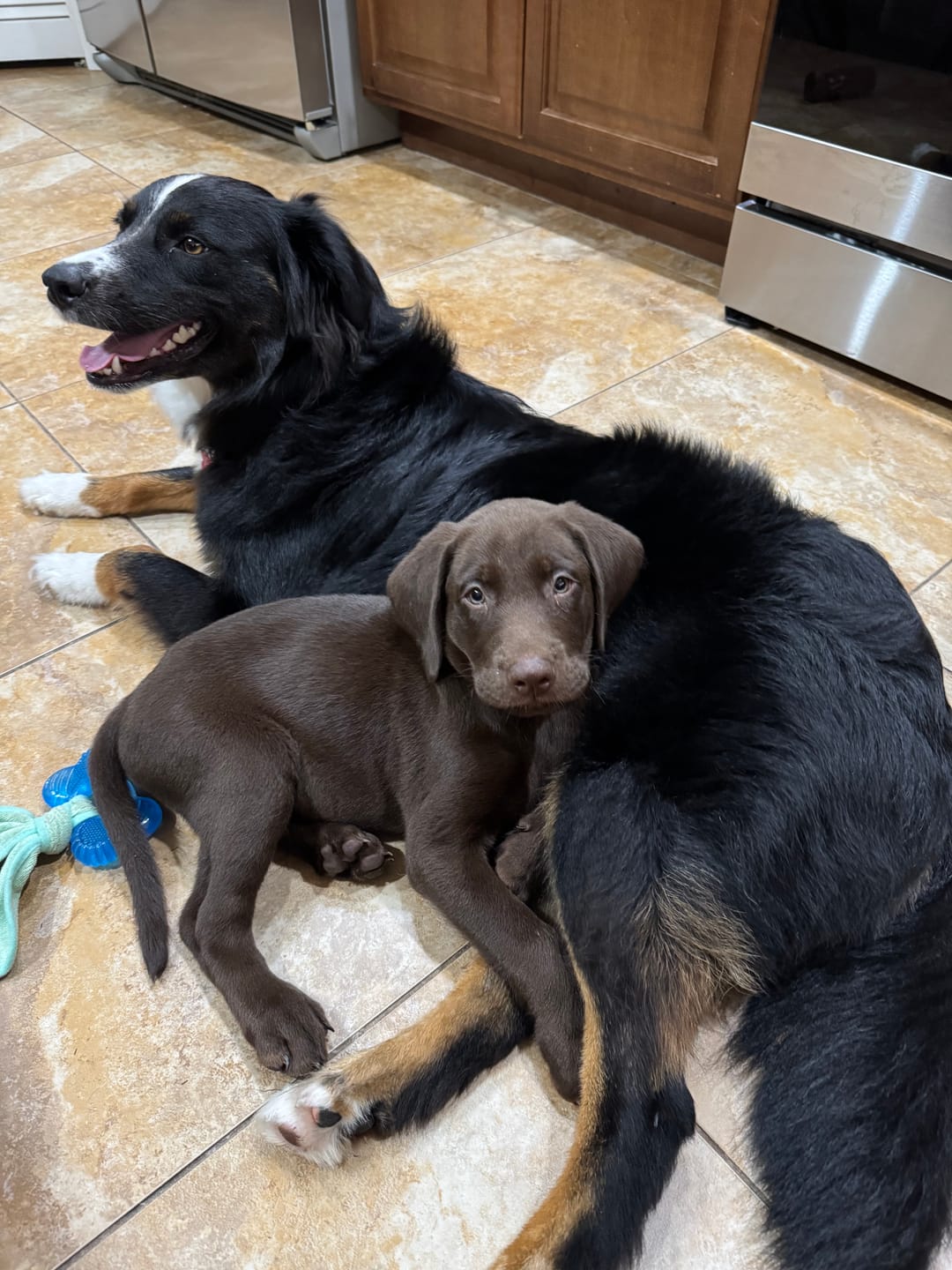 Customer photo review of 6 Inch Standard Braided Bully Stick