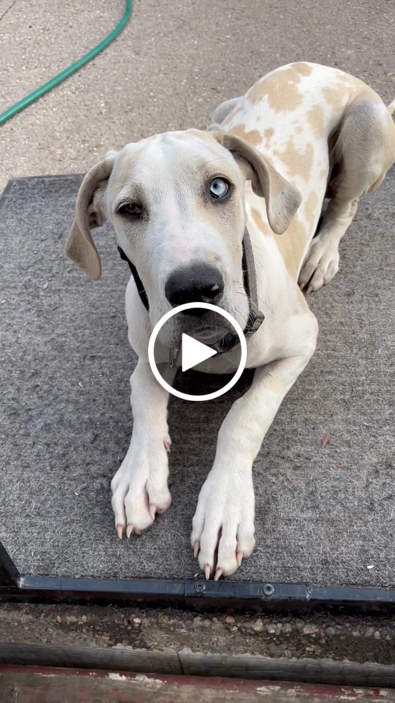 Customer video review of Bully Stick Safety Holder