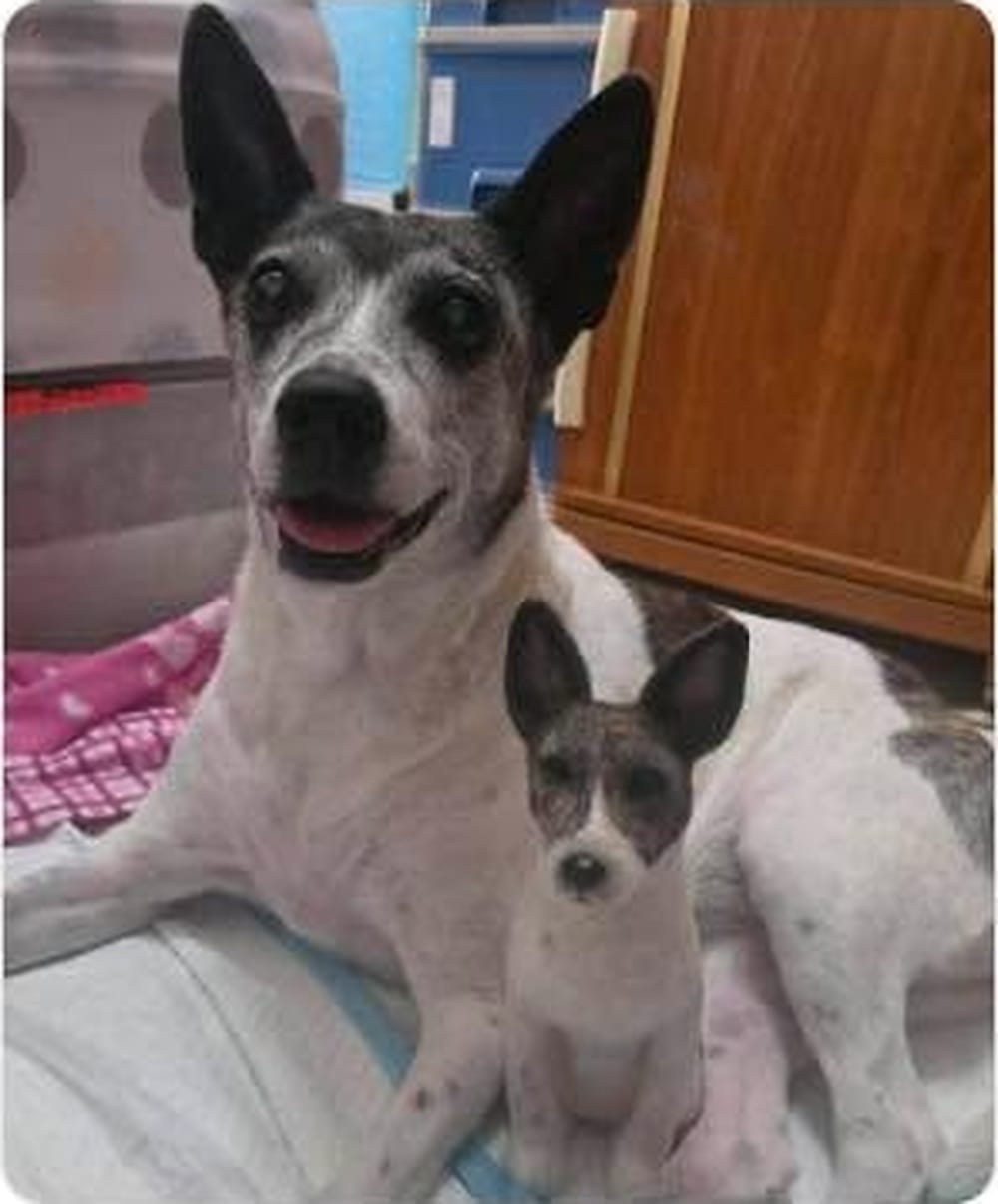Customer photo review of Handmade Pet Felt Clones