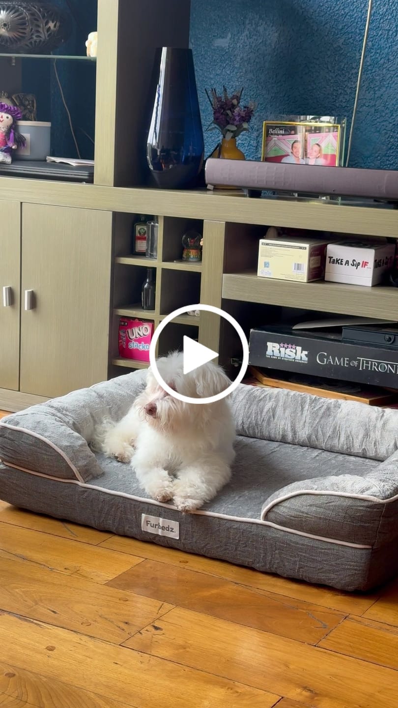 Customer video review of Cama Ortopédica para Perros