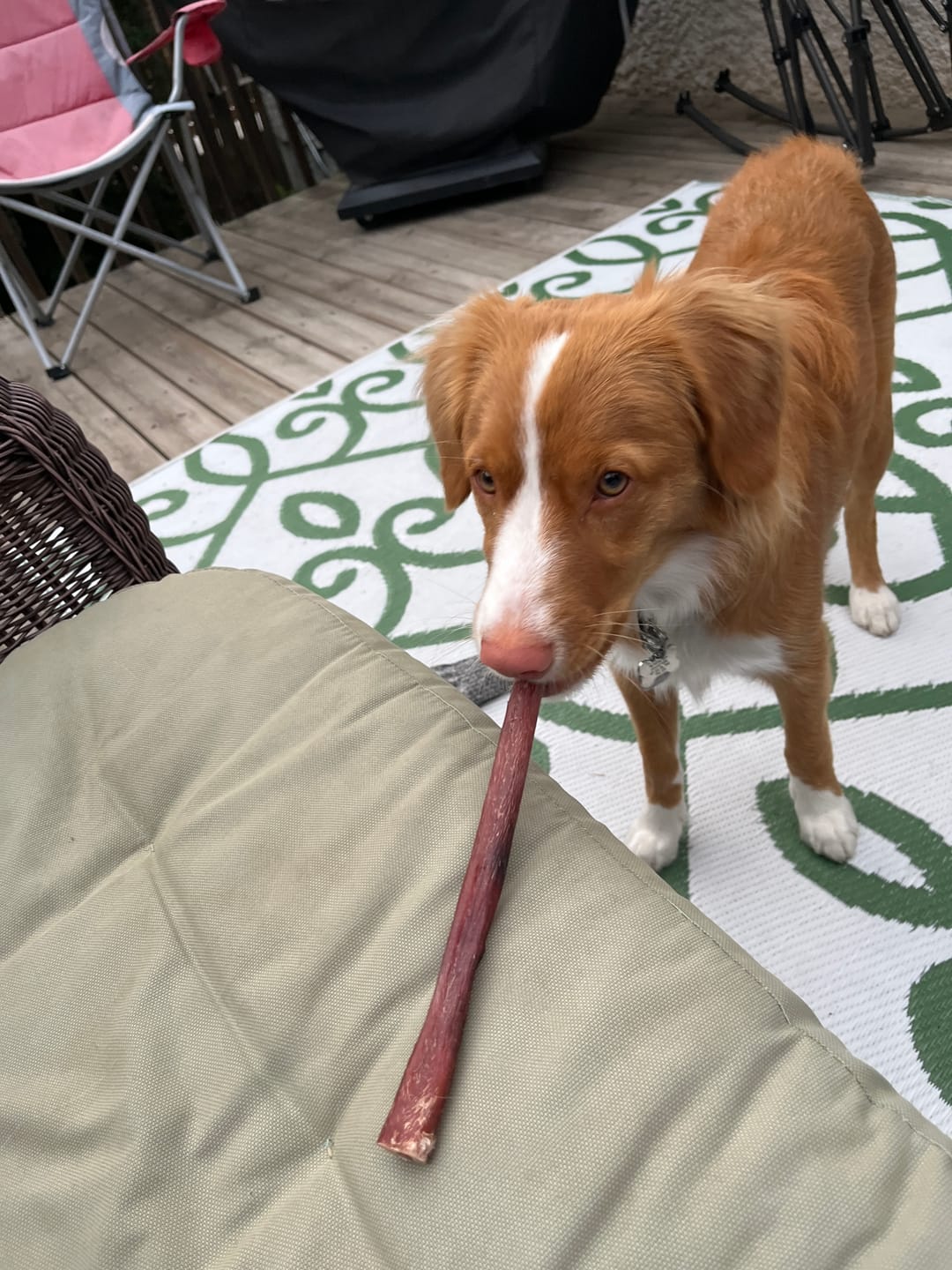 Customer photo review of 12 Inch Standard Bully Stick