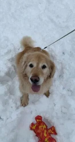 Customer photo review of Aktoclean™️ PawGrip™️ | Grips antidérapants pour chien