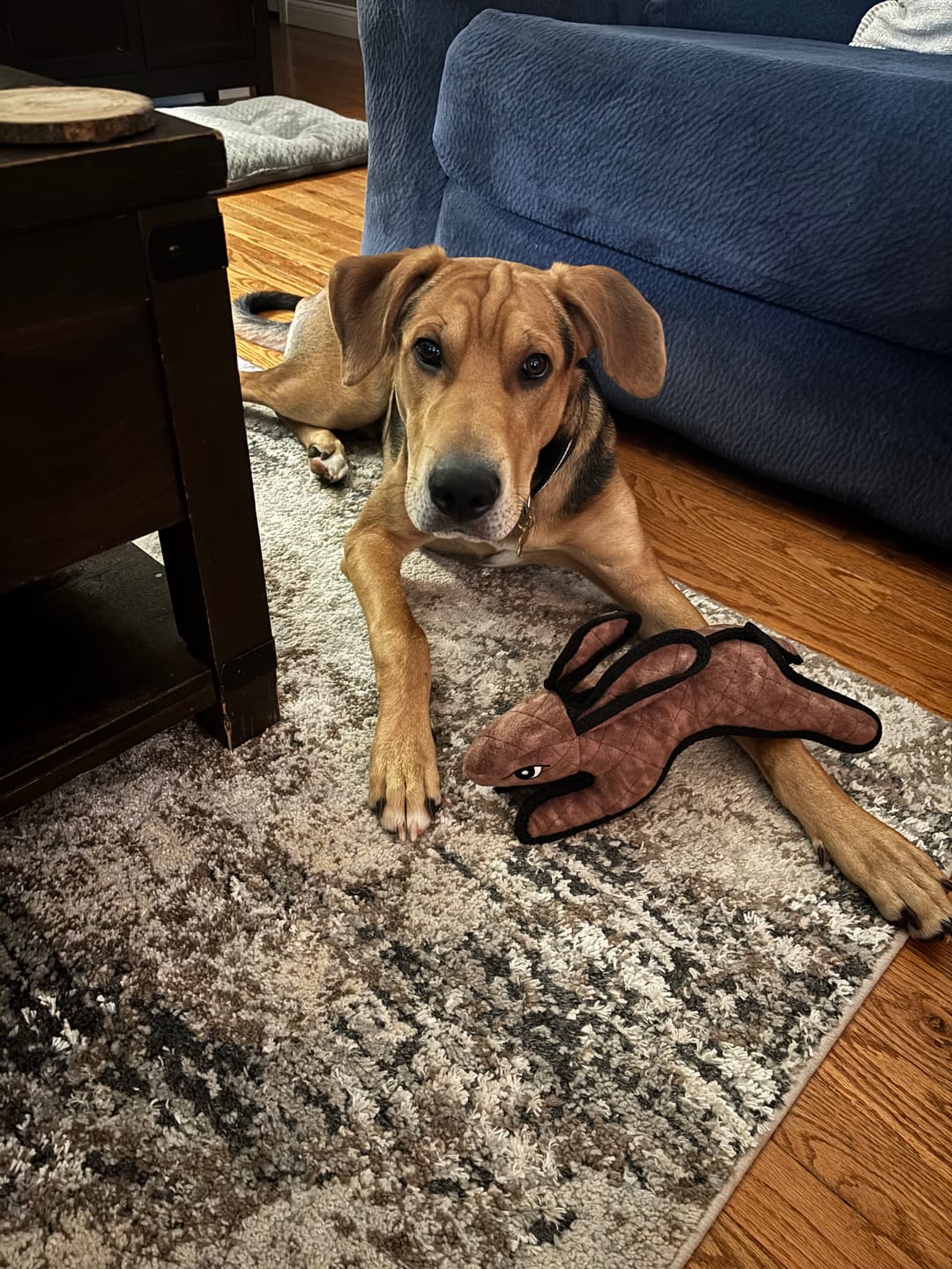 Customer photo review of 6 Inch Monster Bully Stick