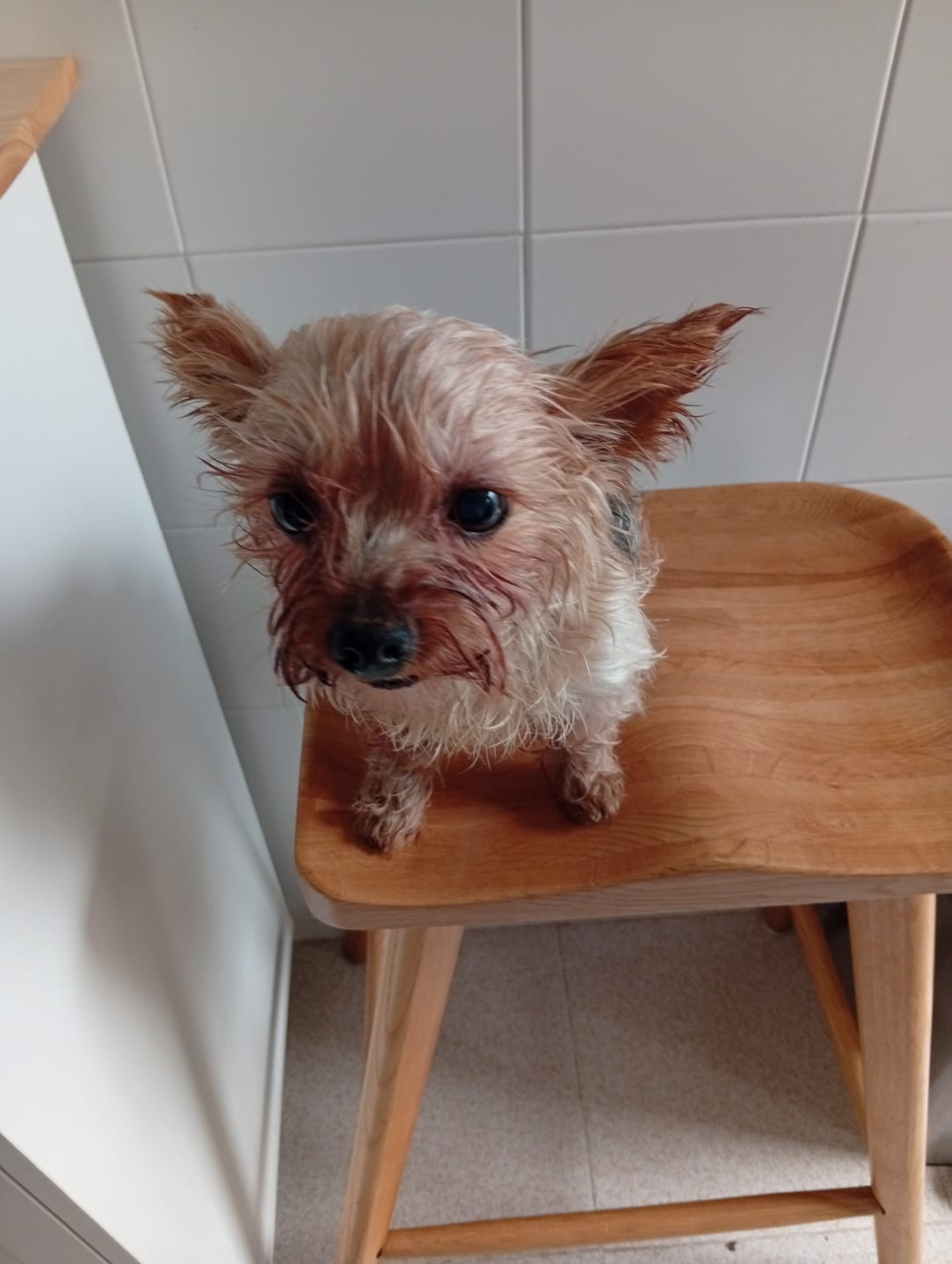 Customer photo review of Toallitas de Ojos para Mascotas