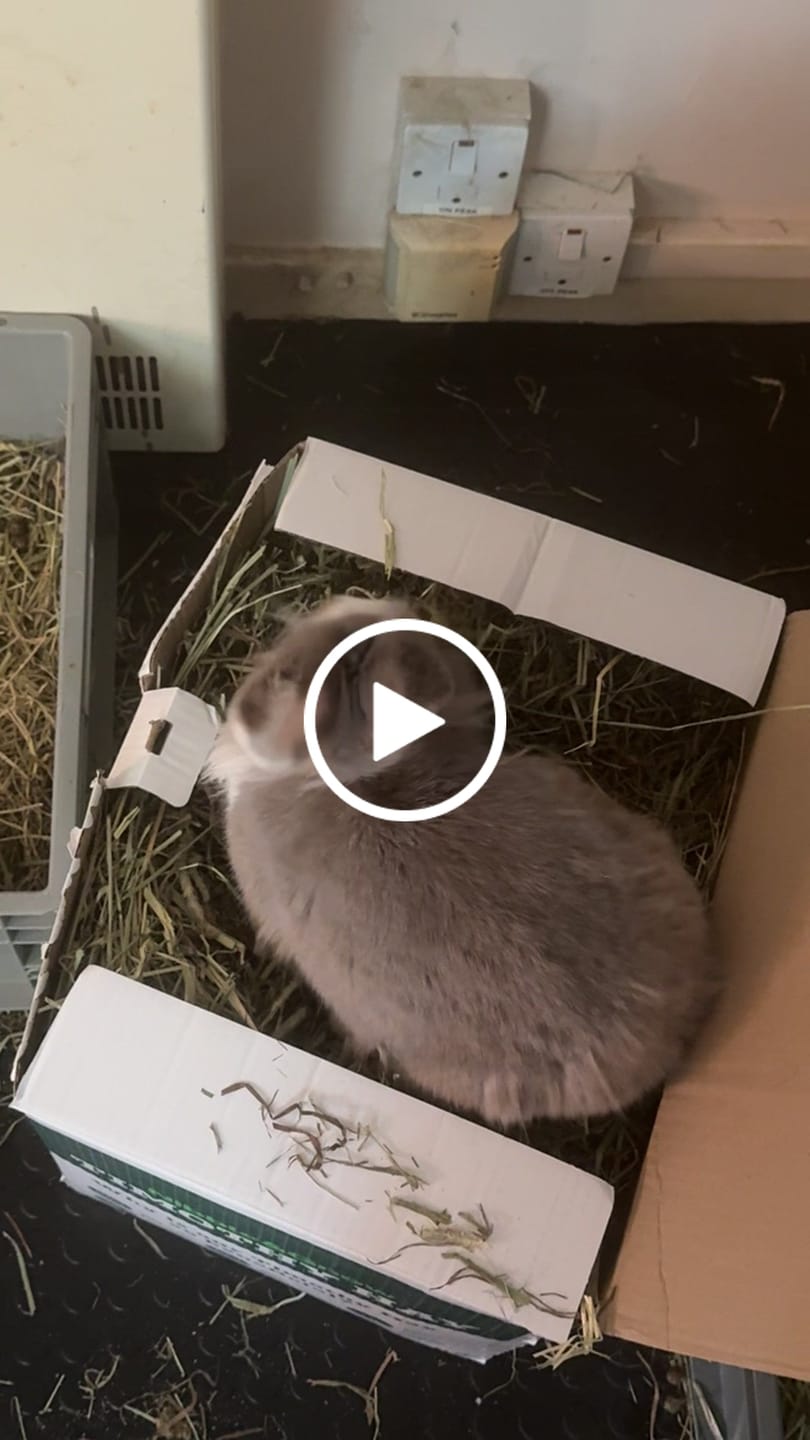 Customer video review of Best of Both - Ultra Premium Canadian Timothy Hay for Rabbits and Guinea Pigs
