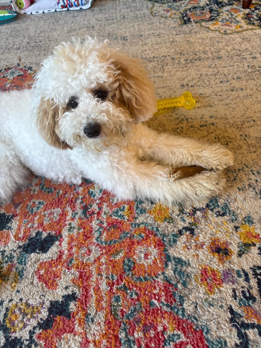 Customer photo review of Wholly Pup Gift Card