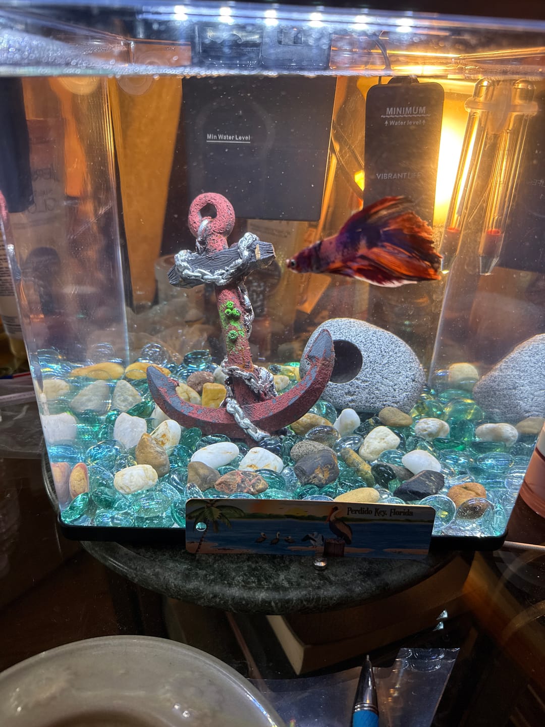 Customer photo review of Multicolor Halfmoon Male Betta Fish | High Grade | Order Directly From Farm |  You Pick Fish |