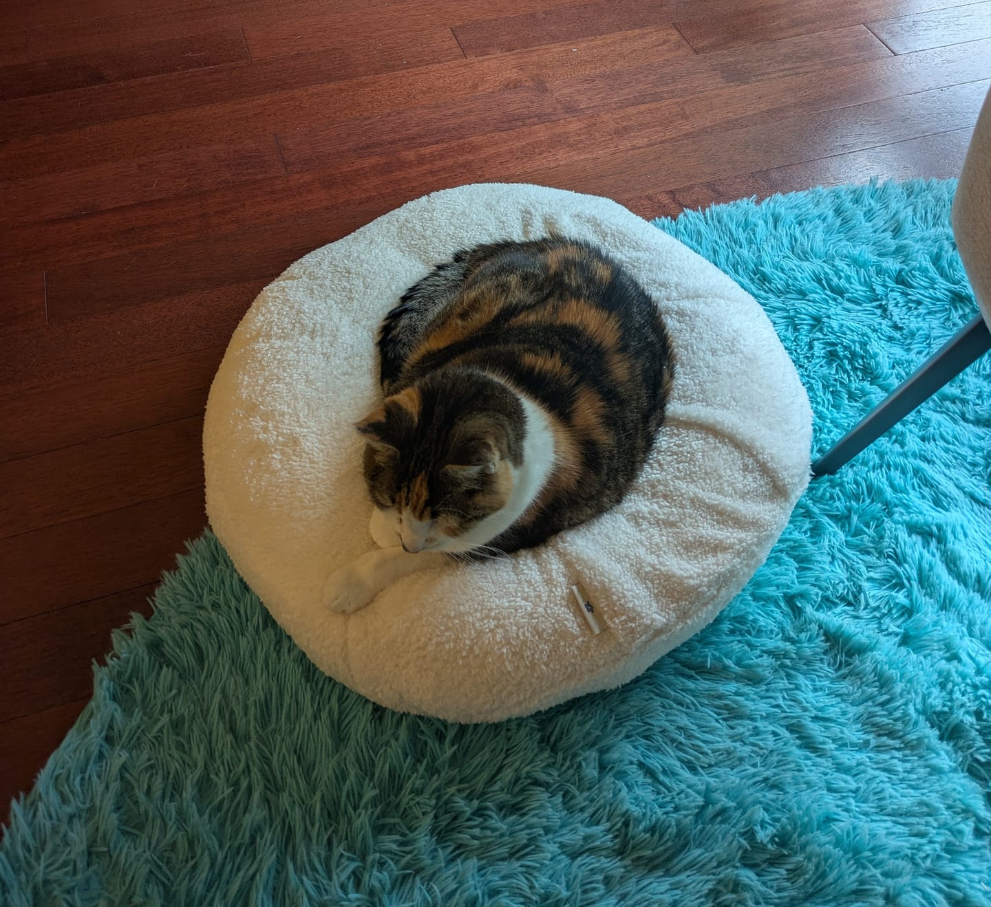 Customer photo review of Marshmallow Pudding Bed