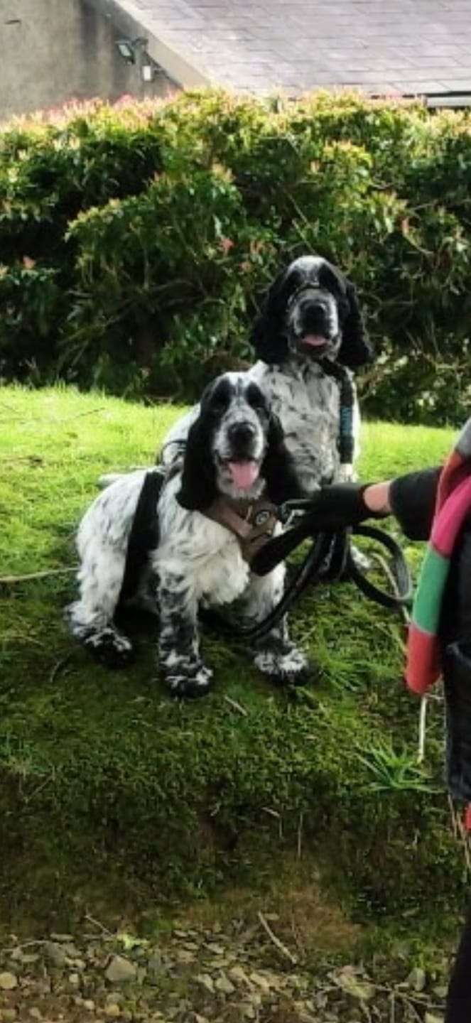 Customer photo review of Trail & Glow Tweed Dog Harness - Oxford Tweed