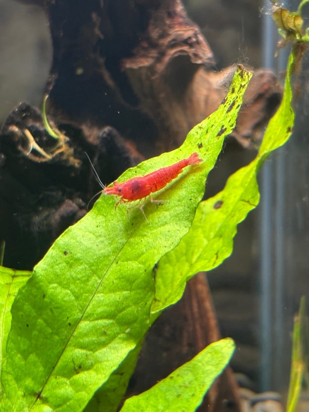 Customer photo review of Skittles Shrimp